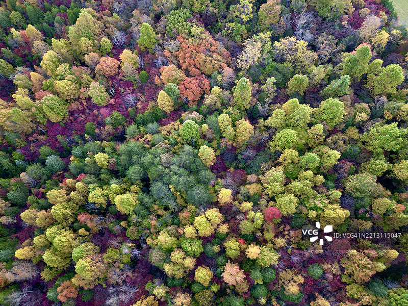 田纳西州华盛顿县盛开的植物高角度视图图片素材