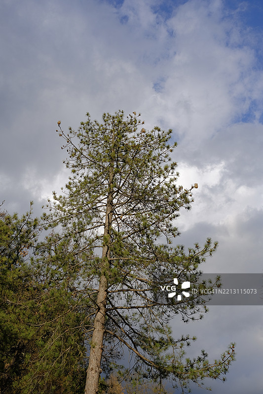 日落时分松树的底部视角图片素材