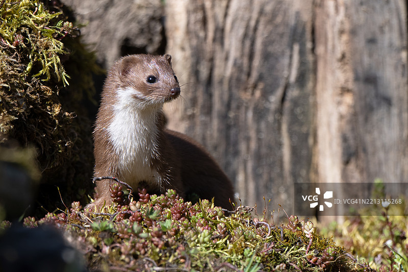 田野上啮齿动物的特写镜头图片素材