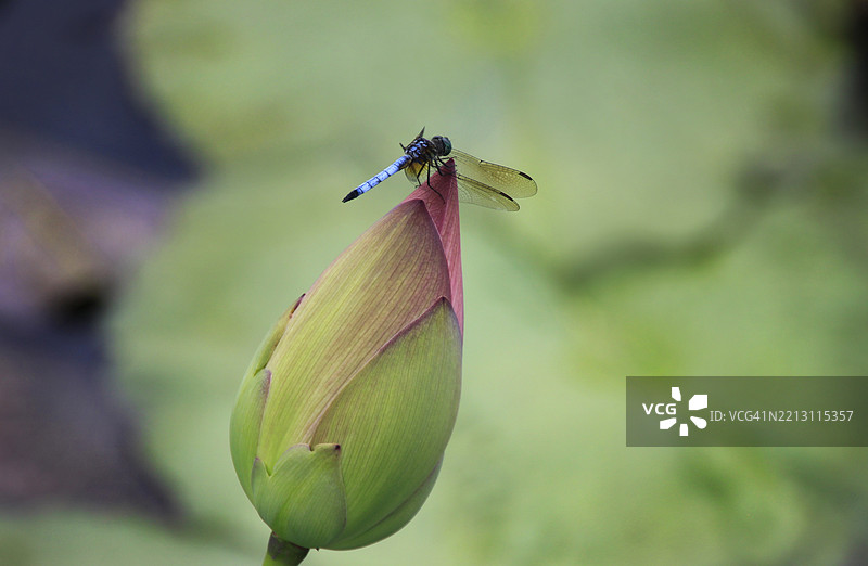 花朵上的昆虫特写，纽约，美国图片素材