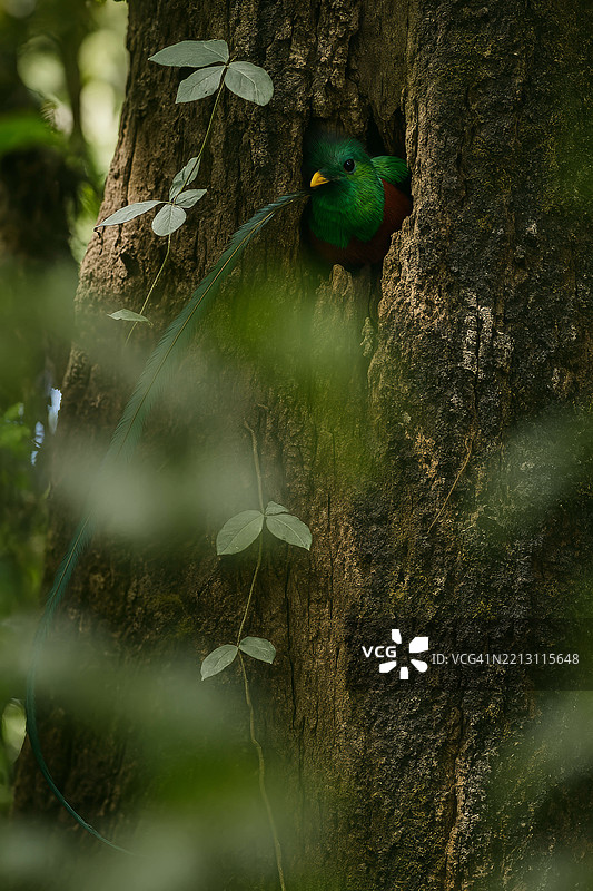 特写的鹦鹉栖息在树上，巴哈维拉帕斯，危地马拉图片素材