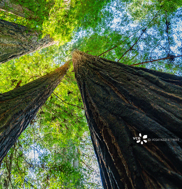 北加州红木森林图片素材