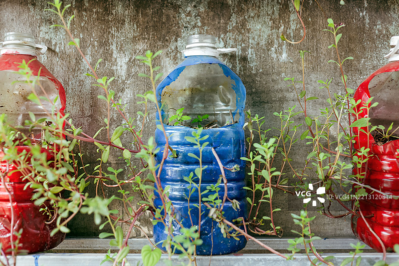 在家庭花园中利用回收的塑料饮料瓶种植可食用植物图片素材