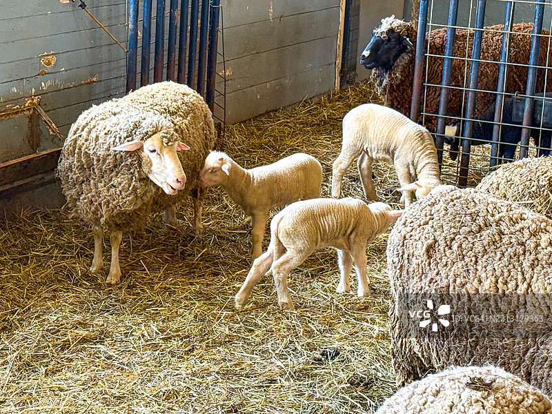 皮茨菲尔德汉考克沙基村圆石谷仓内的美利奴羊图片素材