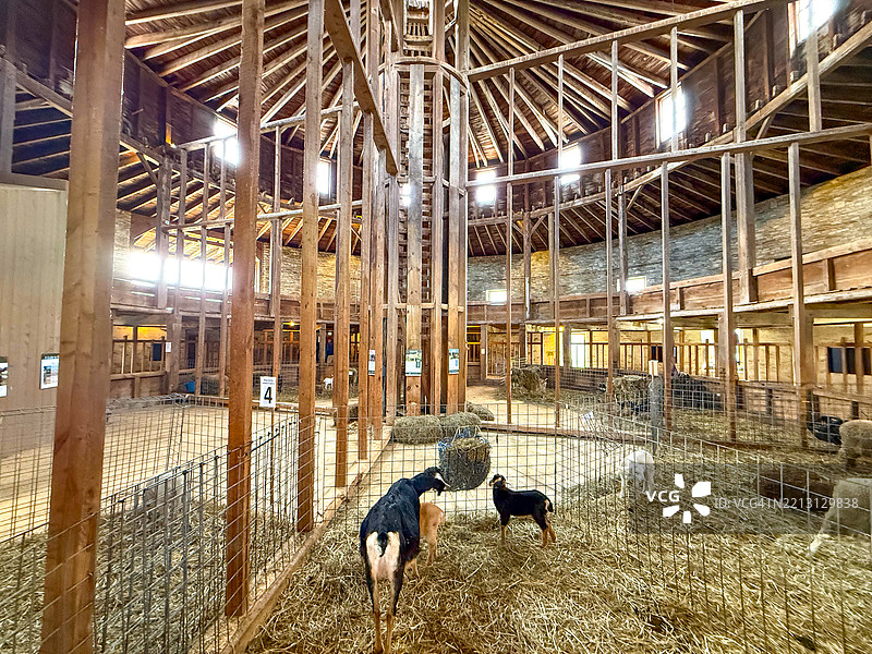 皮茨菲尔德汉考克沙克村圆石谷仓内的羊群图片素材