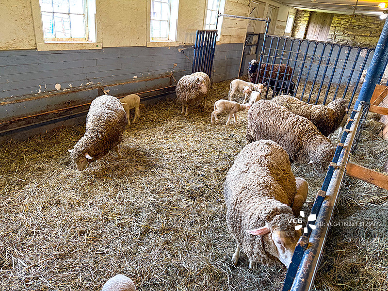 皮茨菲尔德汉考克沙基村的圆石谷仓内的美利奴羊图片素材