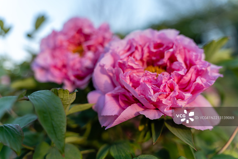 盛开的牡丹图片素材