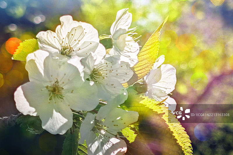 阳光下娇嫩的白色樱花图片素材