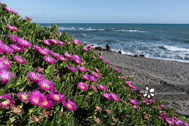 近距离拍摄的海滩上生长的海芋，背景是海岸线。图片素材