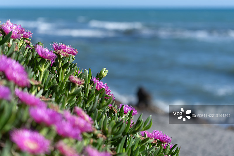 选择性聚焦的海石竹灌木，背景是大海图片素材