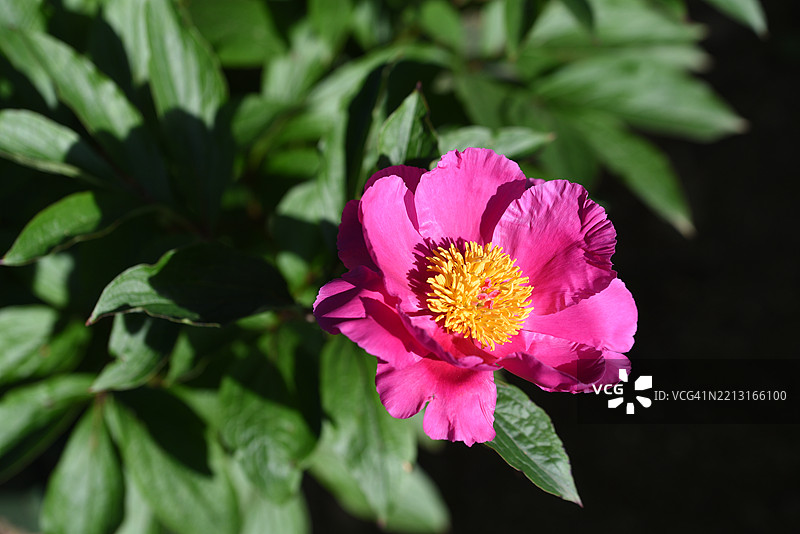 单朵中国牡丹 - 白花牡丹图片素材