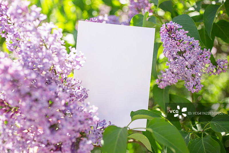 空白明信片与紫丁香花相伴，适合文字叠加。图片素材