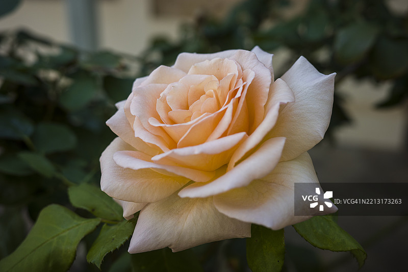 盛开的粉橙色茶玫瑰特写图片素材