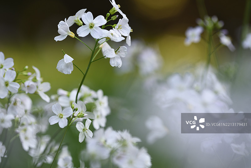 卡尔达米娜·普拉滕西斯图片素材