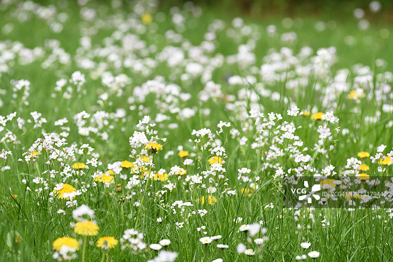 春天的草地图片素材