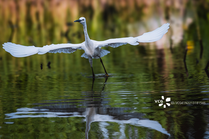 小白鹭的翅膀图片素材