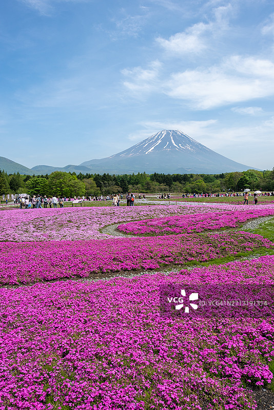 日本山梨县富士河口湖背景下盛开的粉色苔藓与富士山相映成趣图片素材