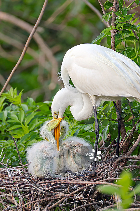 白鹭喂养雏鸟图片素材