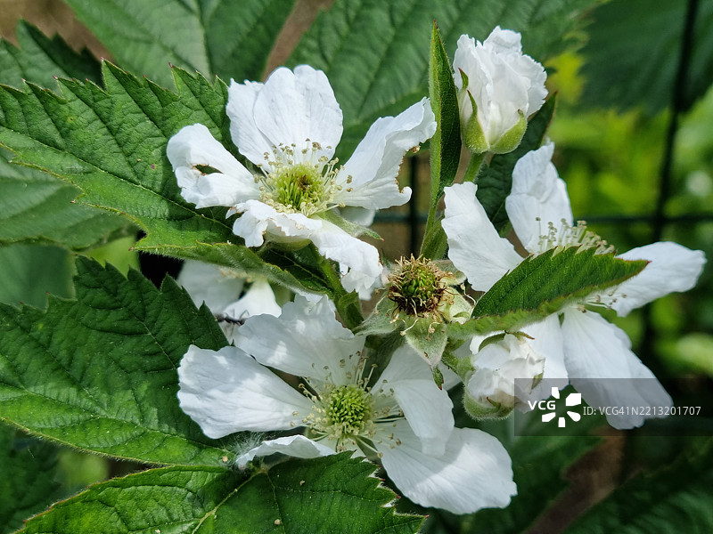 黑莓或荆棘（Rubus fruticosus）在马焦雷湖岸边开花，联合国教科文组织生物圈保护区提奇诺瓦尔格兰德韦尔巴诺图片素材