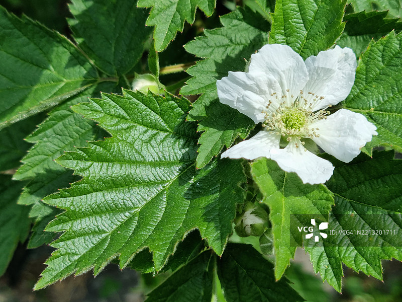 黑莓或荆棘(Rubus fruticosus)在马焦雷湖岸边开花,联合国教科文组织生物圈保护区提契诺瓦尔格兰德韦尔巴诺图片素材