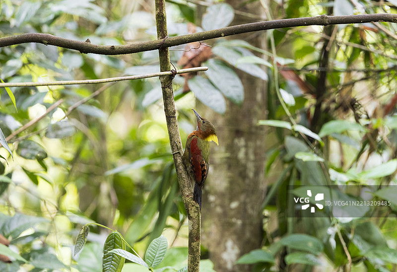 方喉黄颈啄木鸟图片素材
