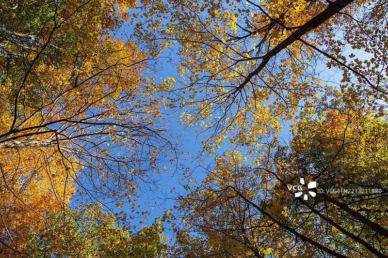 库雅霍加谷国家公园的秋季色彩：瀑布、林地和蜿蜒小径图片素材