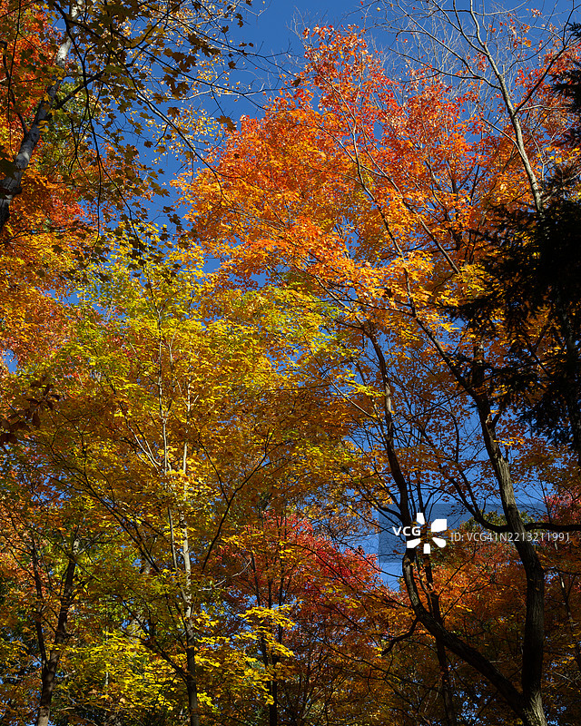 库雅霍加谷国家公园的秋季色彩：瀑布、林地和蜿蜒小径图片素材
