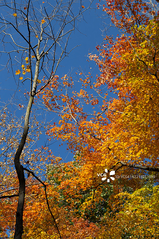 库雅霍加谷国家公园的秋季色彩：瀑布、林地和蜿蜒小径图片素材