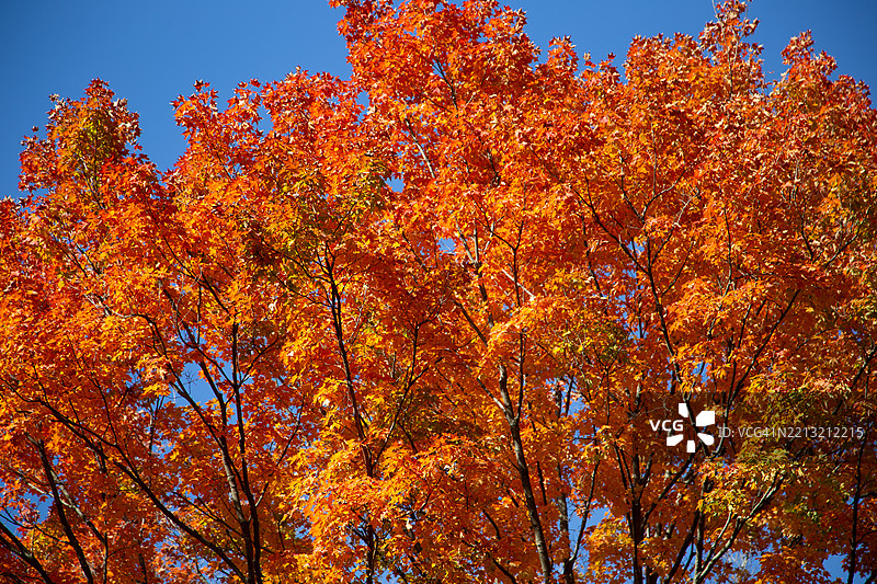 库雅霍加谷国家公园的秋季色彩：瀑布、林地和蜿蜒小径图片素材