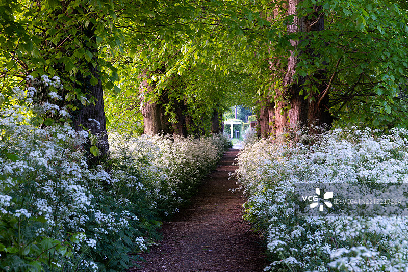 野生春季牛至图片素材