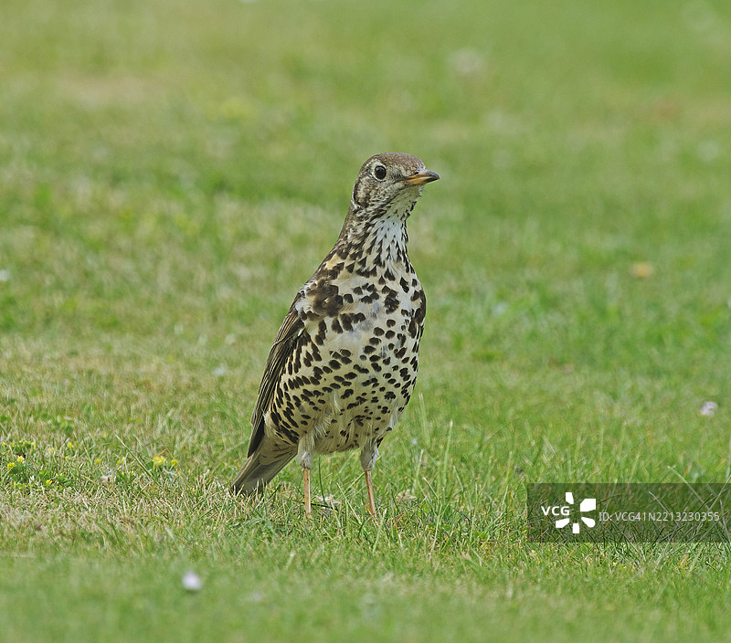 槲寄生鸫 [Turdus viscivorus]图片素材