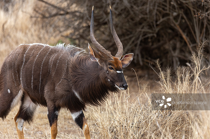 一只南非尼亚拉在野生动物保护区漫步。图片素材