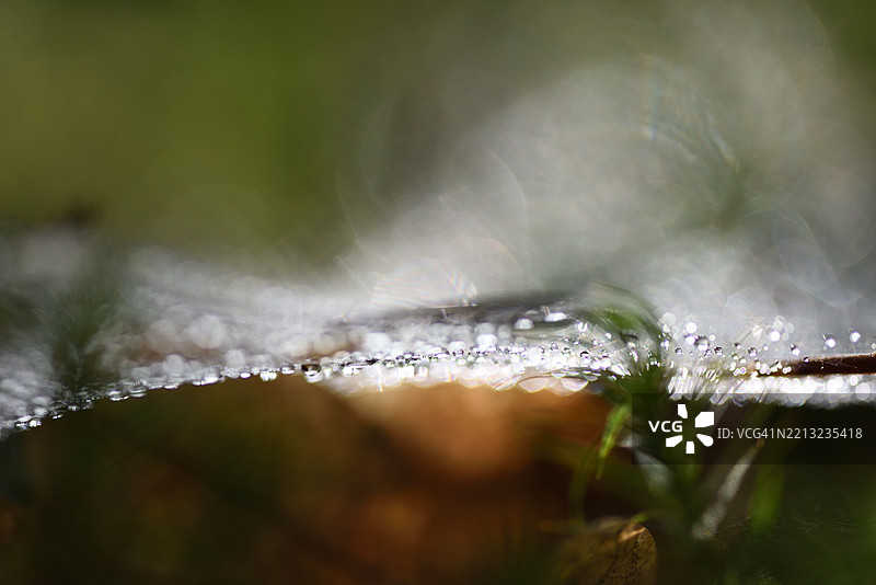 带水滴的蜘蛛网图片素材