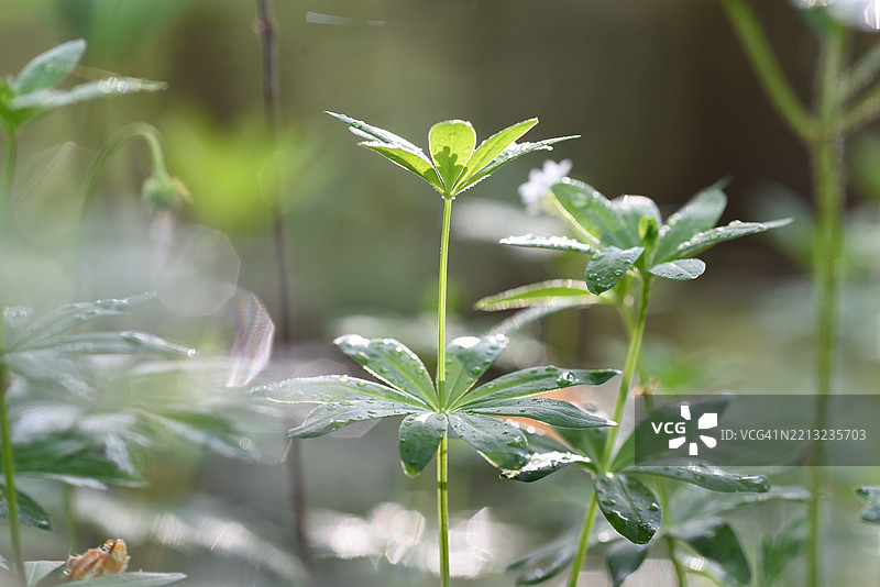 香甜草图片素材