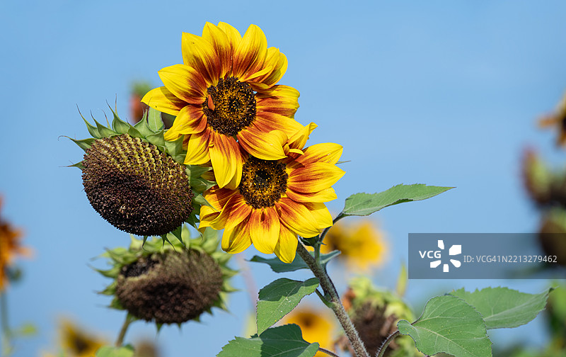 小贝卡的向日葵在花园里盛开。向日葵是夏天的完美象征。图片素材