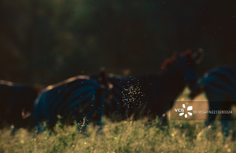 斑马和小苍蝇图片素材