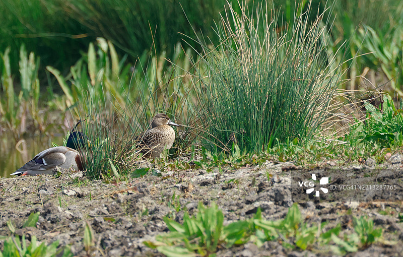 一只稀有的蓝翅绿头鸭（Spatula discors）在春天的湖边休息。图片素材