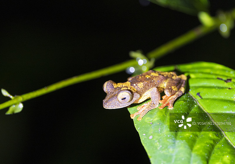 小丑树蛙图片素材