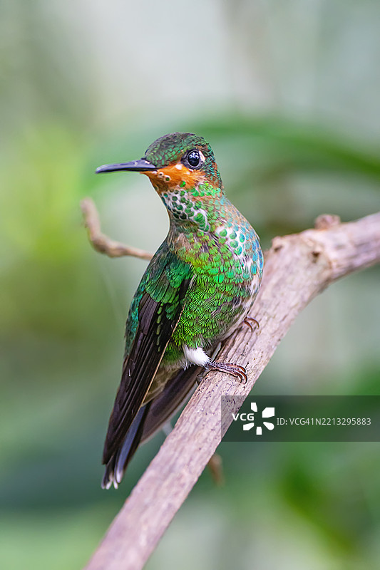 幼年雄性绿顶辉蜂鸟栖息在树枝上图片素材