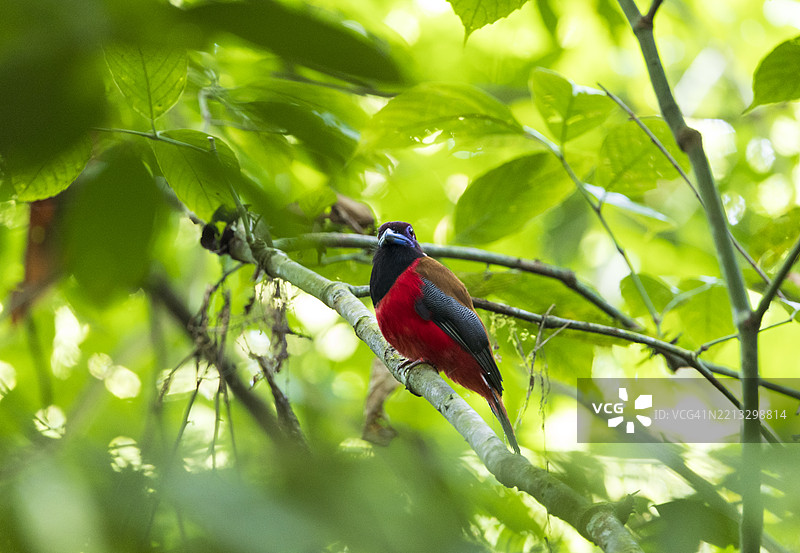 迪亚尔的凤头鸟图片素材