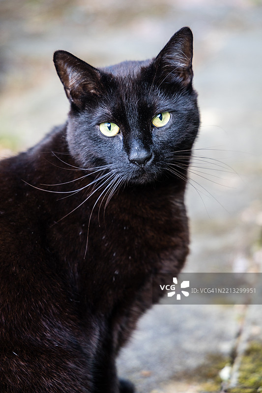 黑猫的肖像图片素材