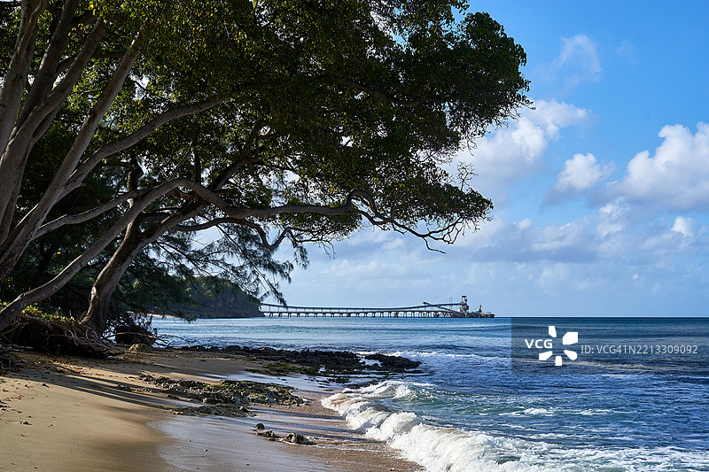 加勒比海美丽海滩上的红树林和曼基尼尔树以及水泥厂，波巴多斯，西印度群岛，海浪轻柔，风景如画。图片素材