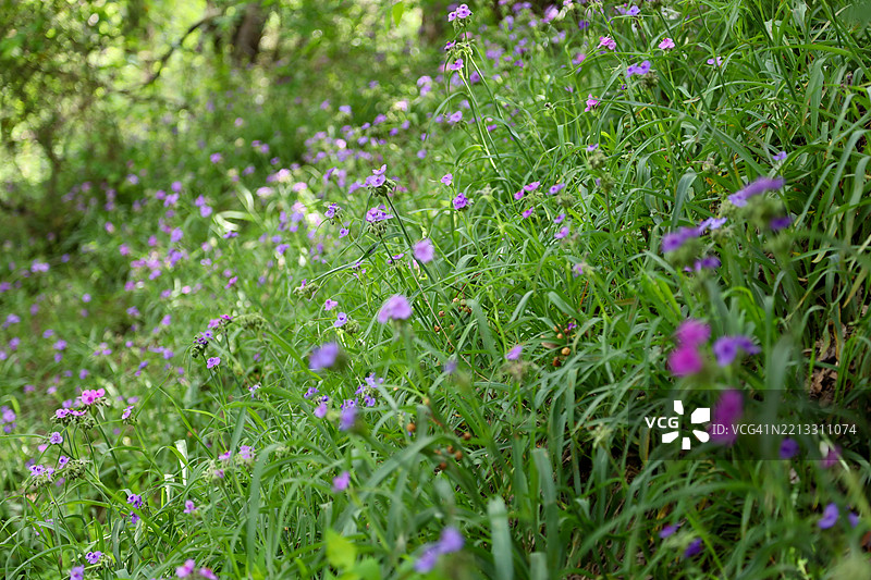 奥斯丁的野花图片素材