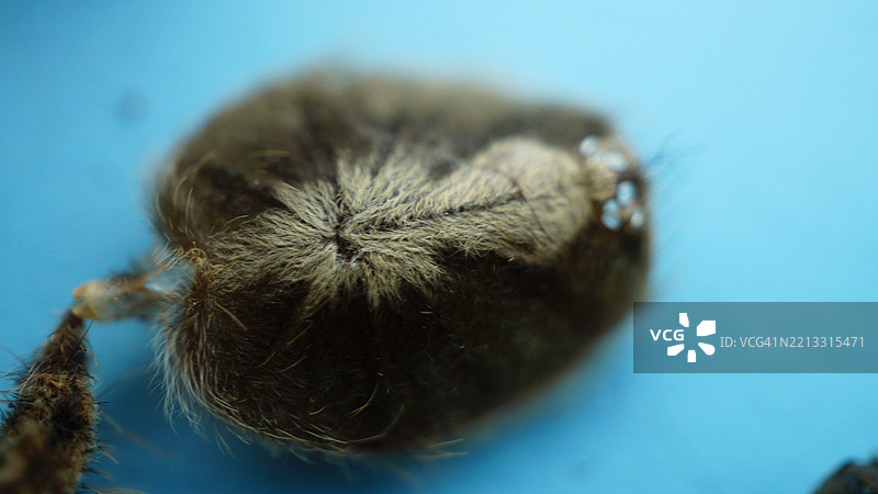 毛茸茸的蜘蛛头部外骨骼特写图片素材