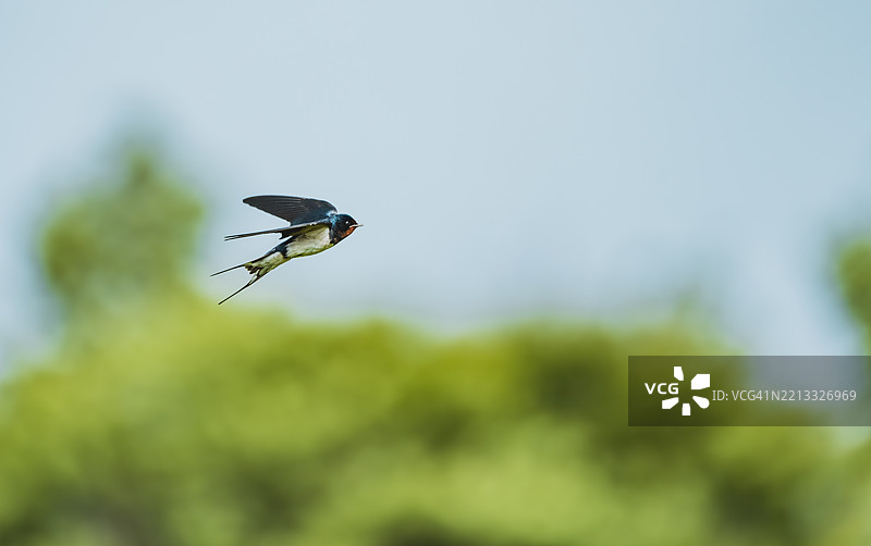 飞翔中的燕子图片素材