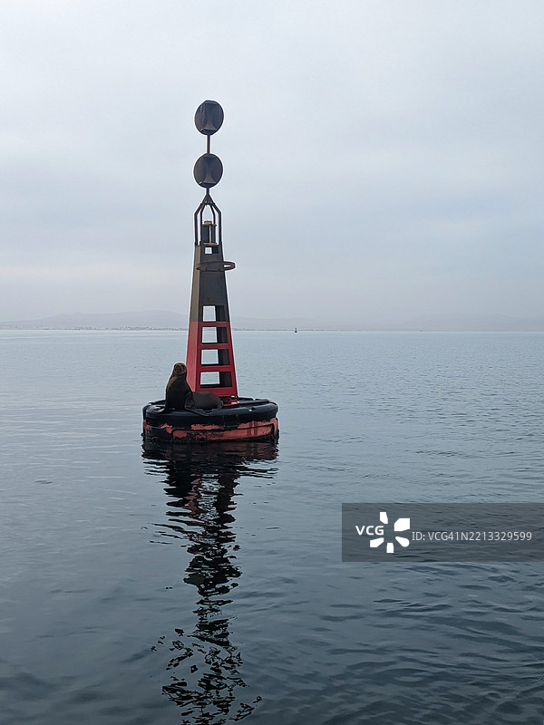 海狮在浮标上休息。秘鲁帕拉卡斯湾图片素材