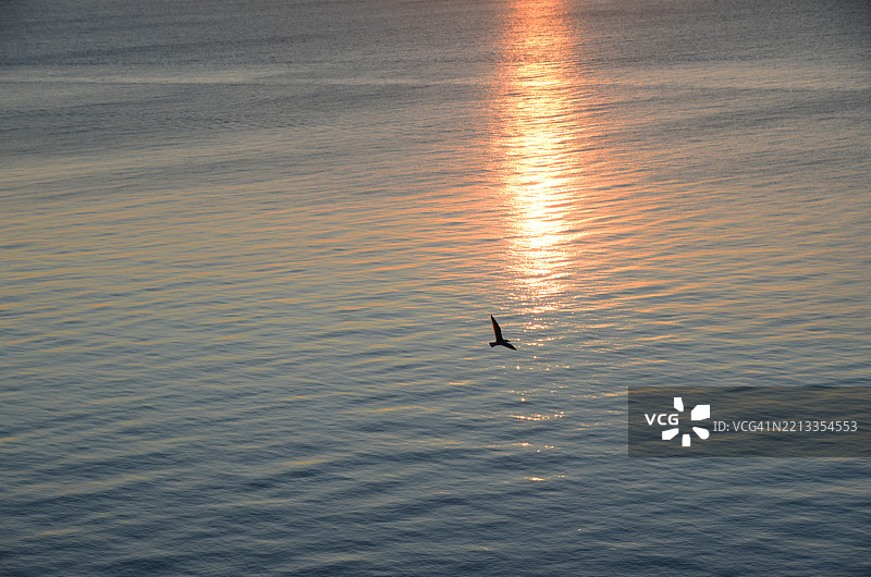 日落时分水面上飞翔的鸟儿图片素材