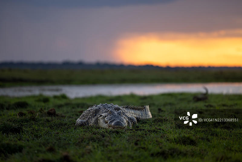 日落时分的尼罗鳄鱼图片素材