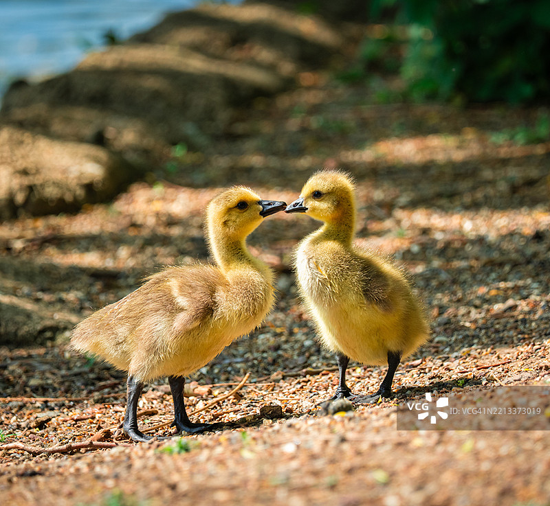 两只可爱的雏鹅在岸边亲吻图片素材