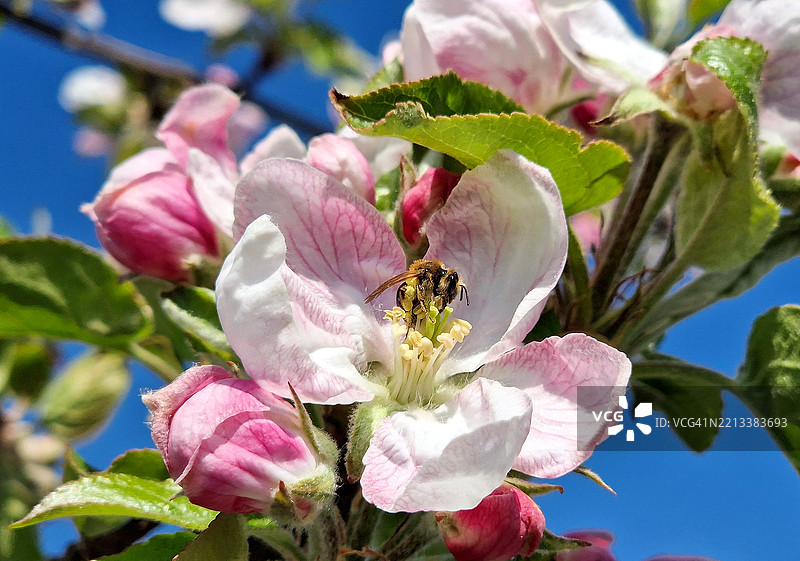 蜜蜂为苹果树（Malus domestica 'Elstar'）的花朵授粉图片素材